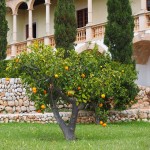 jardin