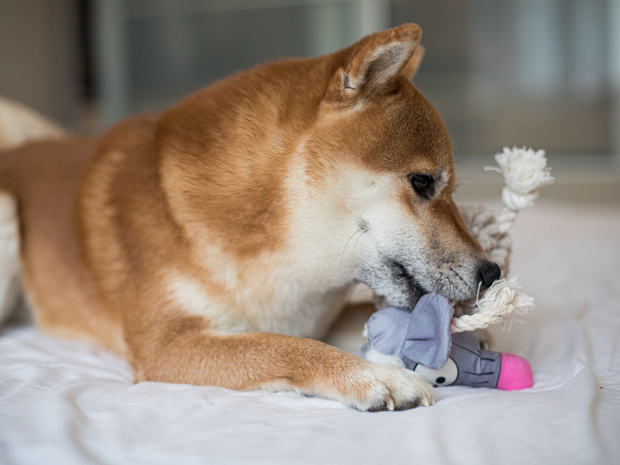 Les précautions à prendre lors de l’utilisation de jouets avec des petits animaux