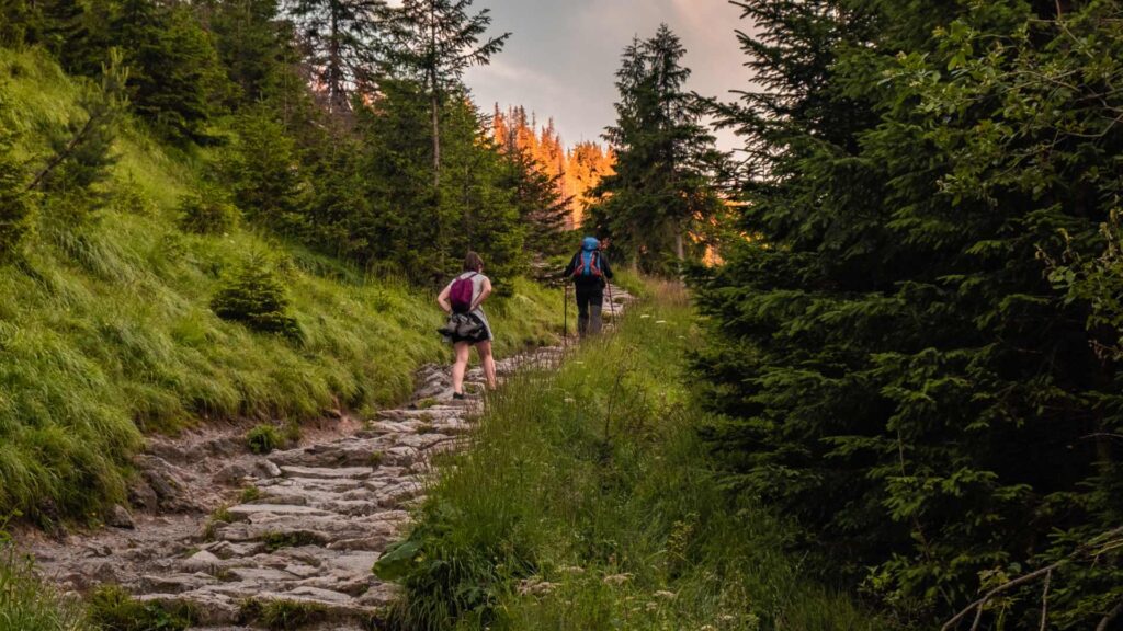 Randonnée en forêt